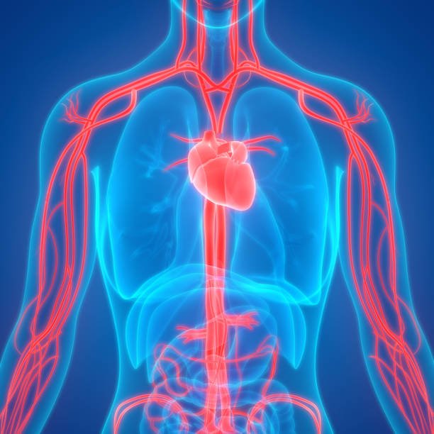 Riduce la pressione sanguigna, migliorando la salute cardiovascolare.